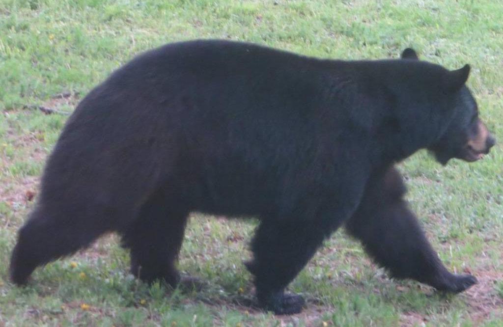 Bear breaks into pie shop and devours 38 pies, skips the rhubarb: gizmo.do/wvYTNiU