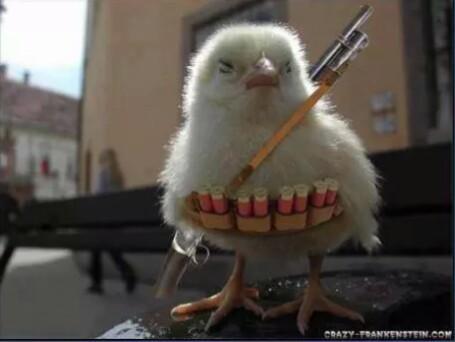 HectorHalan's tweet photo. Es el pollito mascota de chuck norris http://t.co/nEkFFDNPs5