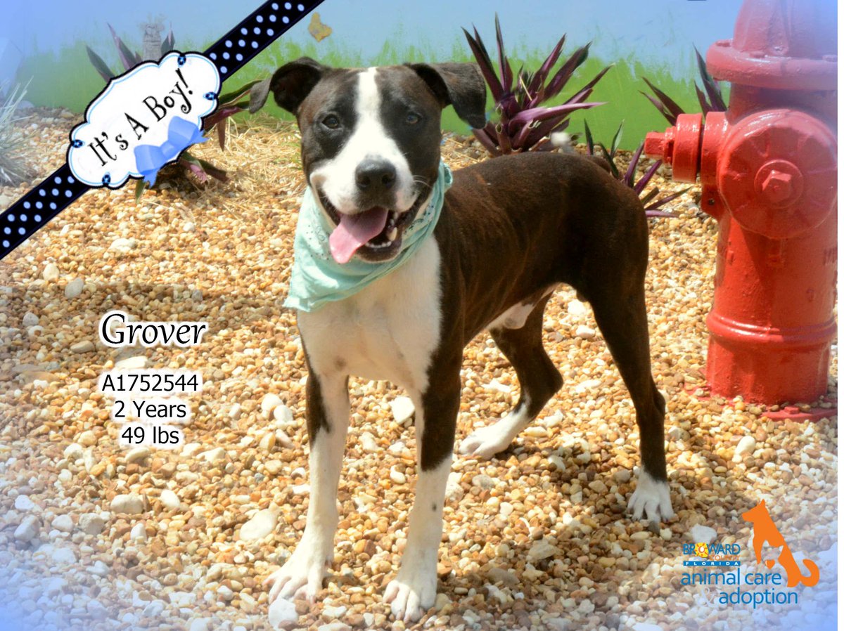 nbc6's tweet image. 8 dogs are "last call" at Broward Animal Care, need urgent adoption/rescue! Fees waived! on.nbc6.com/fQEGny6