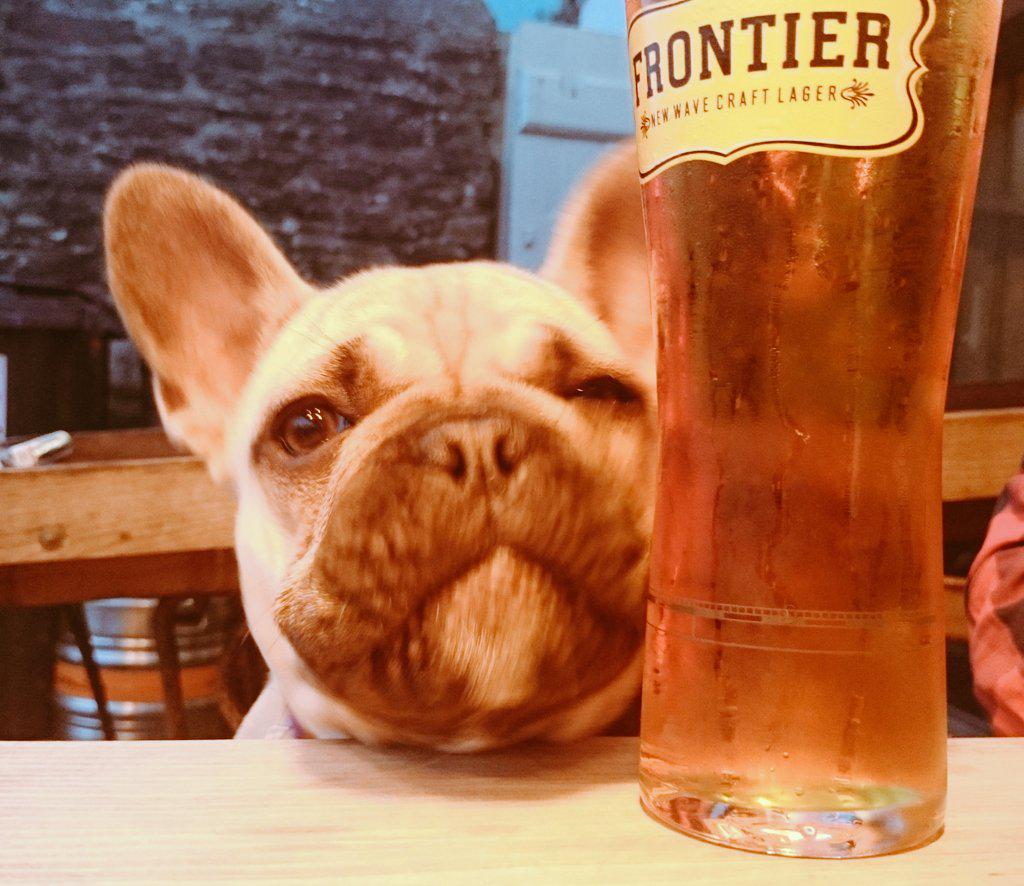 @FrontierLager <a href="/_TheStable/">THE STABLE</a> Betty's had one two many #frenchbulldog #dontworryimnotreallydrinking