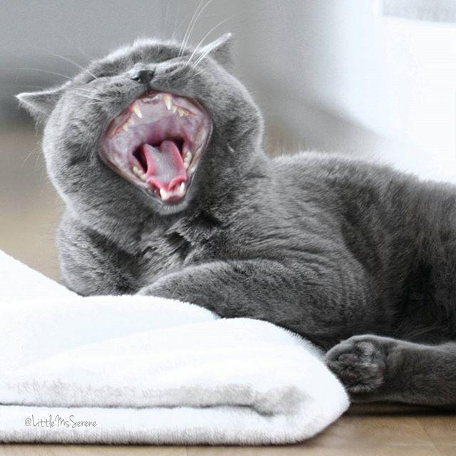 francescgoleo's tweet photo. Me: Tough day Zeon?
#britishblue #britishshorthair #shorthaircat #cat #katze #Zeon #catswiththeirmouthsopen #catswith http://t.co/qh60qU4Y7E