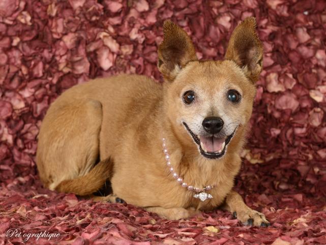 NevadaSPCA's tweet photo. Cassie, polite &amp; petite 11-yr old sweetheart w/ quiet charm, asking for a loving home.
https://t.co/YmLQzraZhy http://t.co/TdEbi683Fu