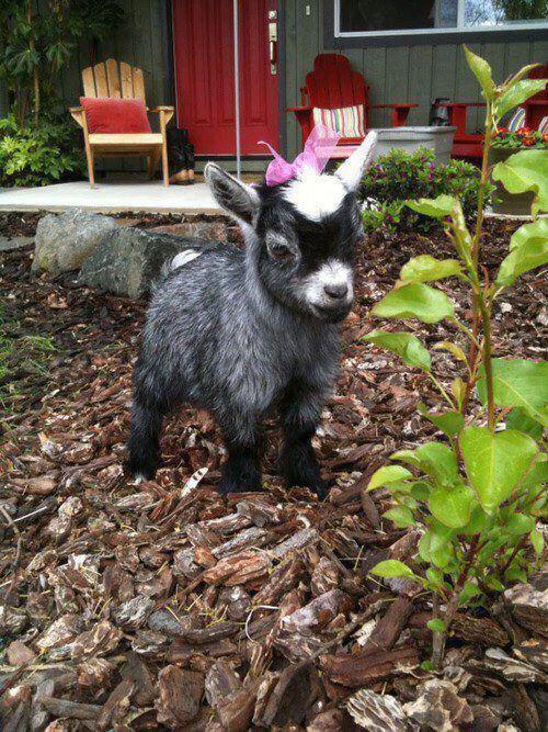 Cute Baby Animals (@allbabyanimals) on Twitter photo 
