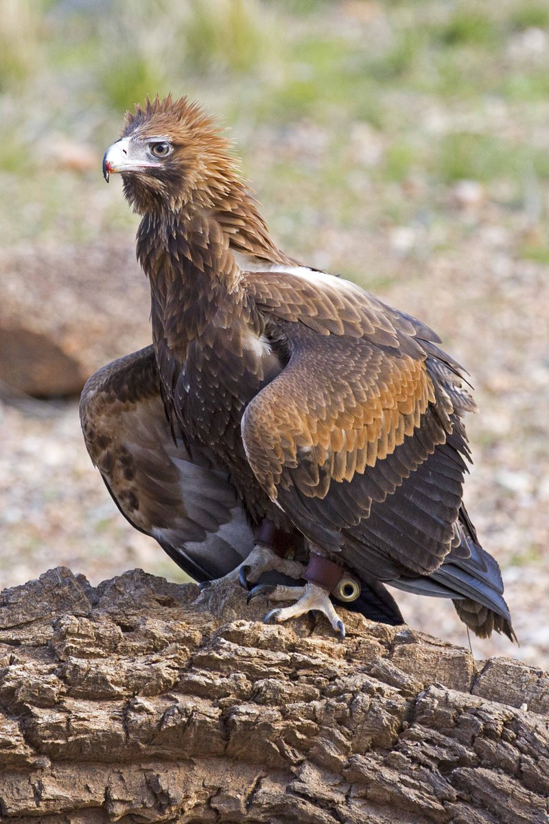 Greg Bourke On Twitter The Giant Wedge Tailed Eagle