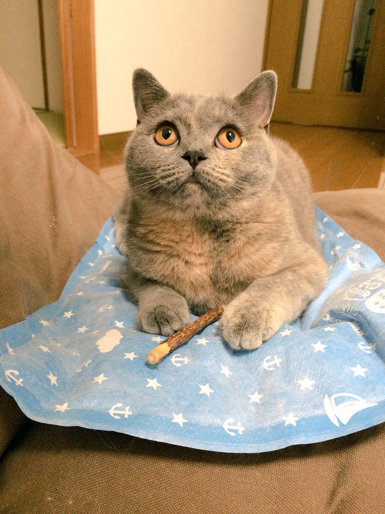 まるみ クールマットとまたたびとまるみ 猫 ねこ ブリティッシュショートヘア ブリティッシュショートヘアー またたび 上目遣い というか上目線 夏は暑い まるみです Http T Co Zdbz30h0iz