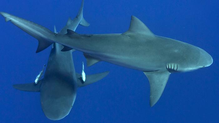 Discovery's tweet photo. #DidYouKnow: Sharks can learn, remember, and even teach each other >> http://t.co/eccTmNKGYp http://t.co/SFkkLLbqWa