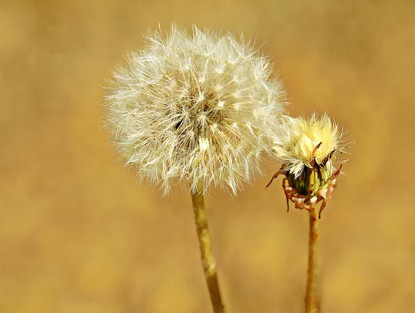 msladybuggarden's tweet photo. New artwork for sale! - "Make a Wish" - http://t.co/fH1EAfdOJA @fineartamerica http://t.co/E1Izh5wvj1