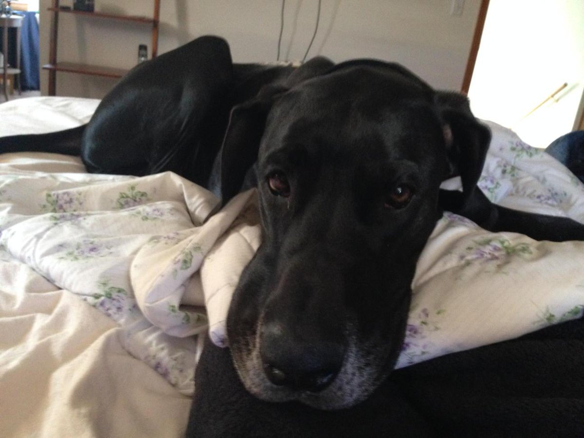 MissCoteC's tweet photo. Dog sitting my fur baby nephew Rigger is hard work, Great Dane puppies are spirited and BIG! #largeandincharge http://t.co/F2krQvtFUt