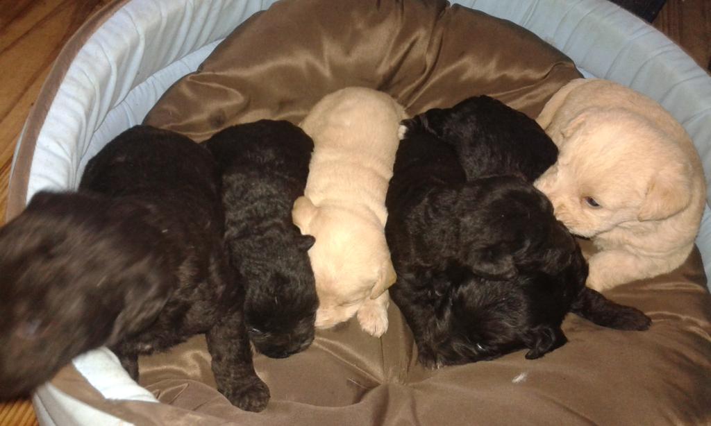 LLima41's tweet image. Os mais novos membros da familia.