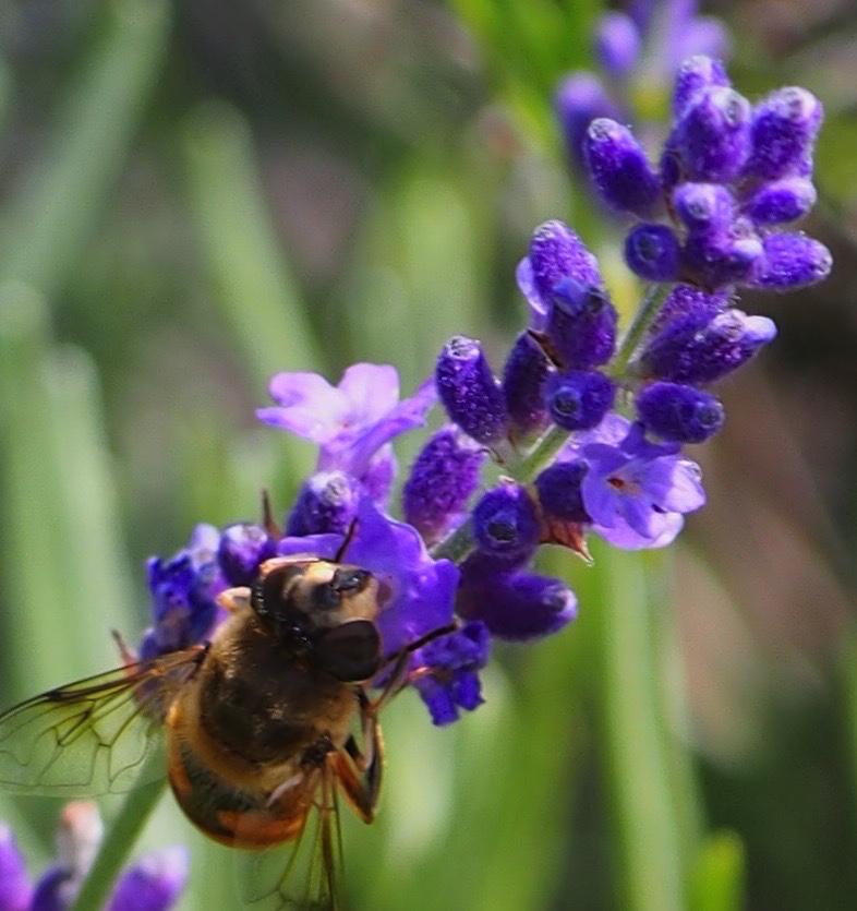 tigercub1961's tweet image. Photo of the day. #beesatwork #lavenderfarm