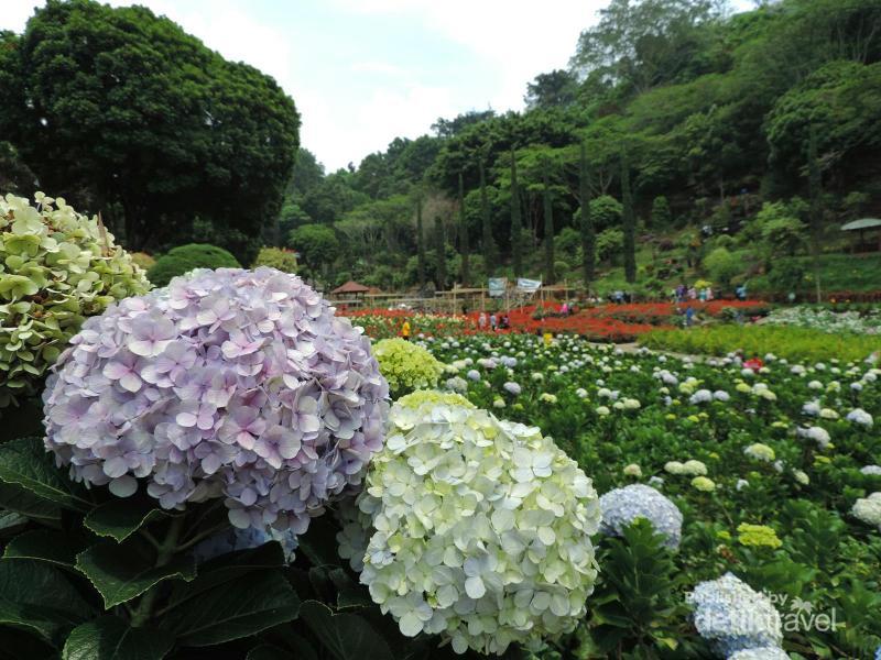 detikcom's tweet photo. Pulang ke Malang, Wajib Liburan ke Selecta! http://t.co/c16HmzLngq via @detiktravel http://t.co/dDD9Xz7YiE
