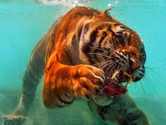 pongodetodo's tweet photo. 10 imágenes nominadas a la mejor foto del año ¿cuál es tu preferida? http://t.co/LH8L2xJ4WU http://t.co/D8pZSbmyoS