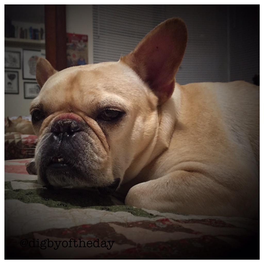 digbyoftheday's tweet photo. Tried #leadingbyexample but my people still have not yet gone to bed #goodnight #digbyproblems #frenchbulldog http://t.co/EY1Od6lDbL