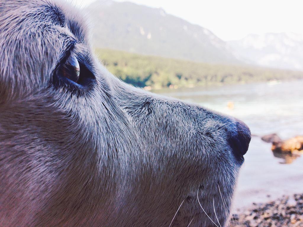 The most beautiful eyelashes. #love #mountains #labrador #water #lake