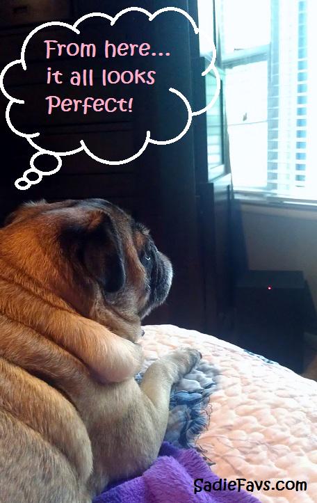 SadieFavs's tweet photo. Contemplation...  #pug #pugchat #pugs #dogsoftwitter #wisdom #positivelife #cutedogs #cuteness #pets #outlook #life http://t.co/eR64xjtkZM