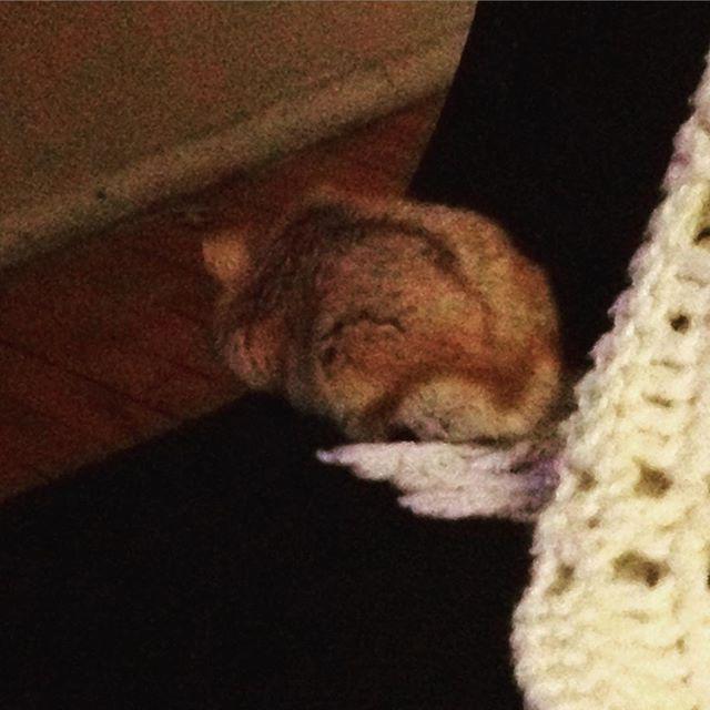 Burritohamster's tweet photo. #shouldijump? #burrito๐น #burritohamster #hamsterlife http://t.co/y92BuuJ6k5 http://t.co/7lcy6GnoSS