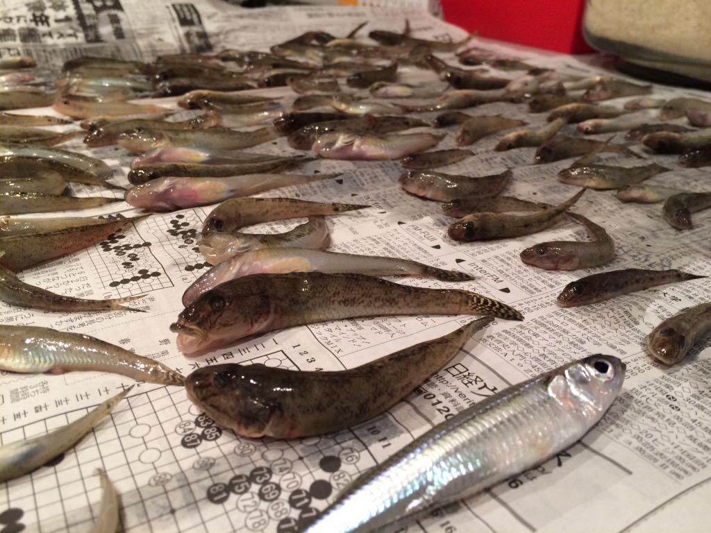 ウルシ Kaito 02 ボラの子供みたいなのなに