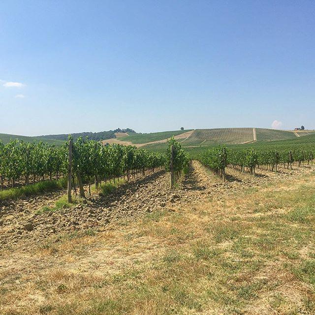 InstaPic by xoroyalteexo: Grapes! #photooftheday #chianti #tuscany #italy #italia #rollinghillsoftuscany #backpacki…