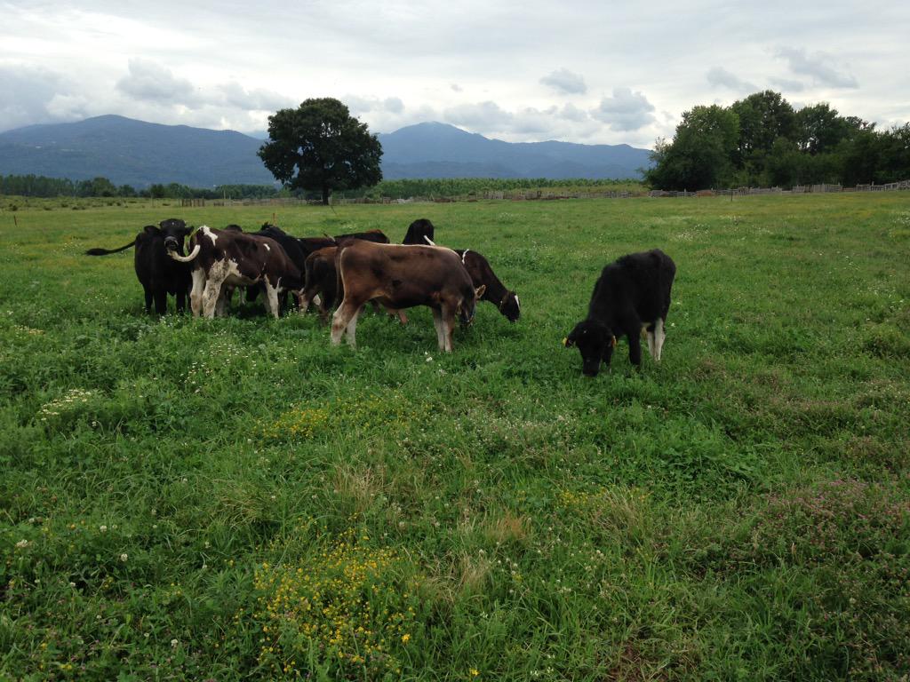 Hayırlı Bayramlar.