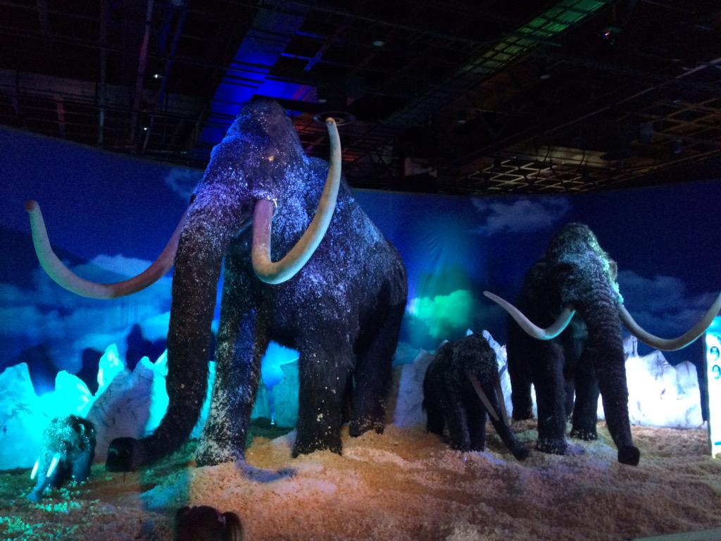 waynej38's tweet photo. #iceageSA Exhibition http://t.co/2PNByZR9CJ