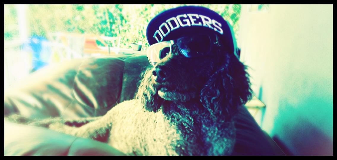 if i were a #muppet #dodgerdog #daydrinkersphotography