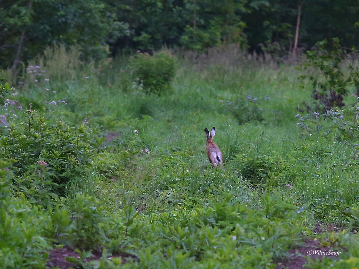 rasā izcēlu janci. Nezin kāpēc šo sauc par pelēko?