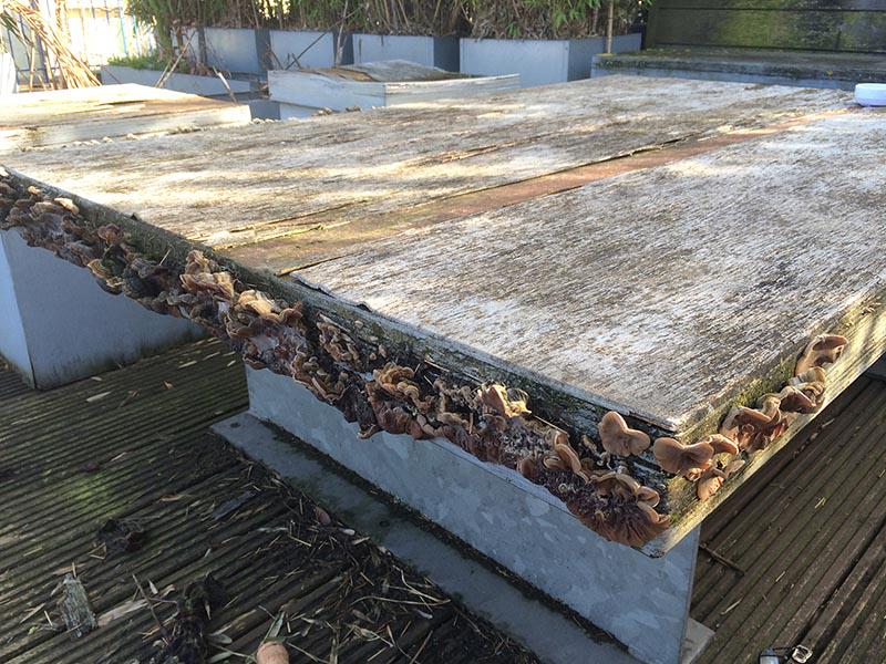 lukelobley's tweet image. @MagriGroup Graden in Feb 2014 #magrigroup #CobaltBuilding #granddesigns #watchdog #nhbc