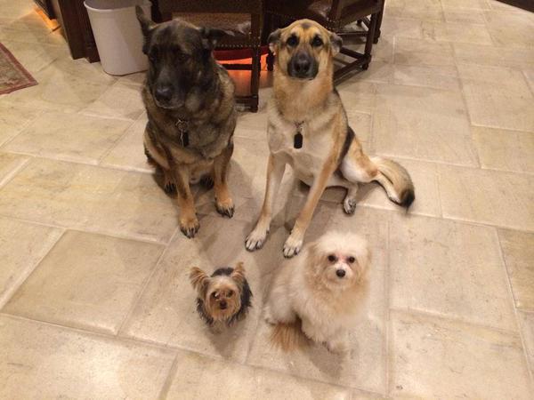 Criss's Animals (@angelbabies_) on Twitter photo 