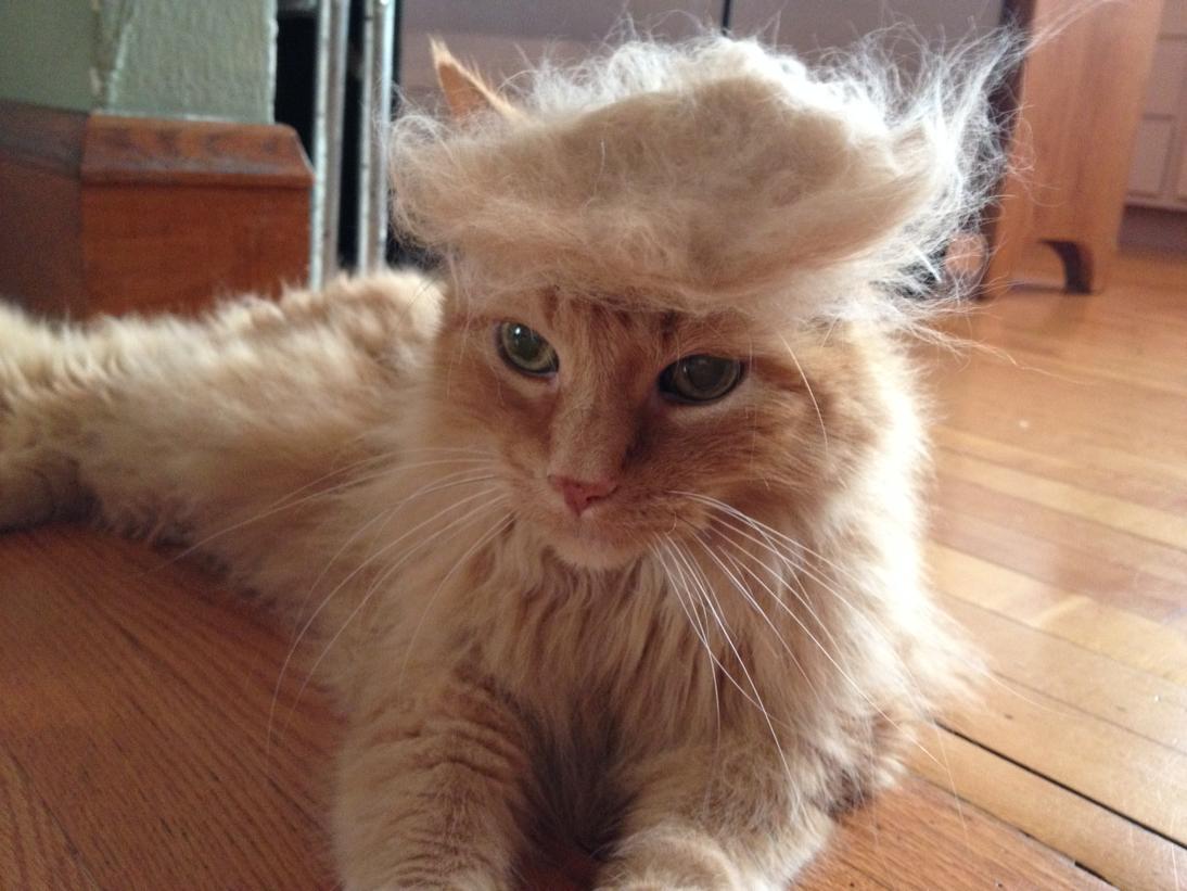 2linesofcode's tweet image. #trumpyourcat