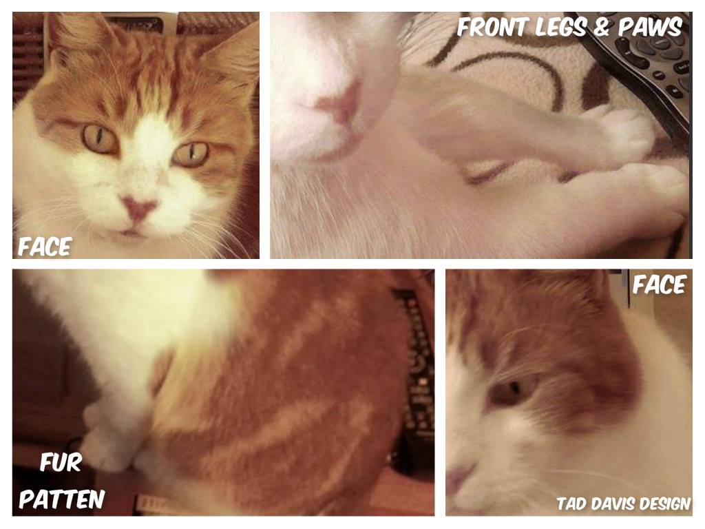 #FindFreddie tweet media