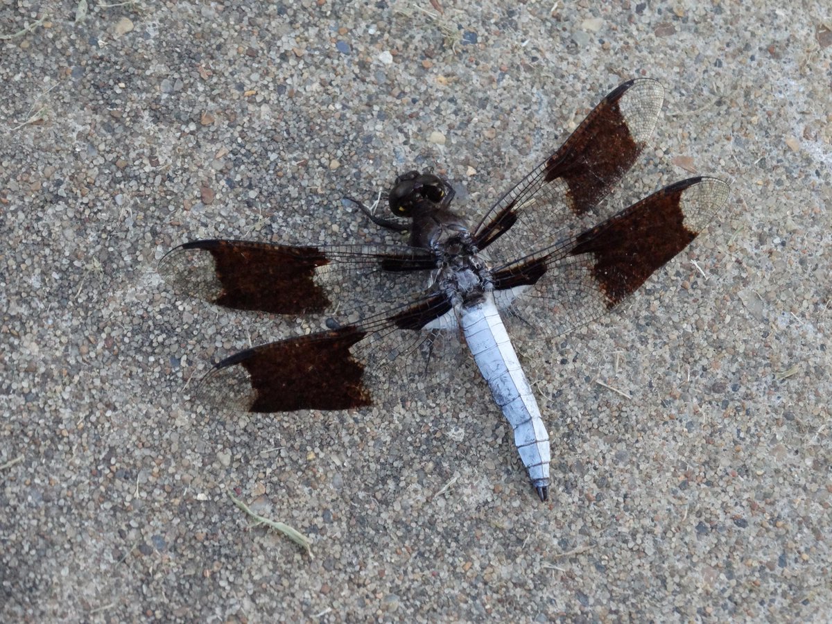 rbethridge's tweet photo. anisozygoptera dragonfly # Insect http://t.co/zHtlWTo8Nu