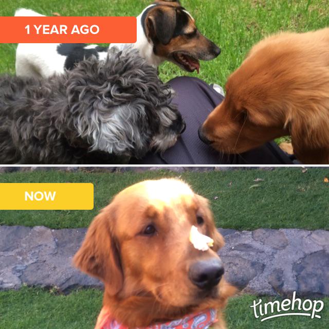 Avgus's tweet photo. "@catwashere: Kuzco hace mucho no ve a sus primos @Avgus #timehop http://t.co/hHlR37vbCZ"  // le tienen miedo jajajaja