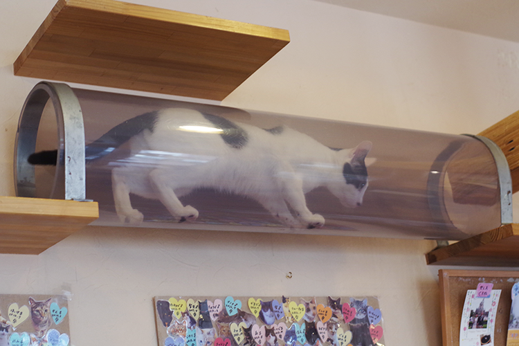 はむこ 猫カフェ写真 キャットウォークの透明な筒とか 一部をアクリル板にして下から肉球が見える仕組みとか 楽しい工夫がいっぱいの店内でした 猫カフェ Hakobuneco はこぶねこ 山梨 Http T Co Usnz647yo4