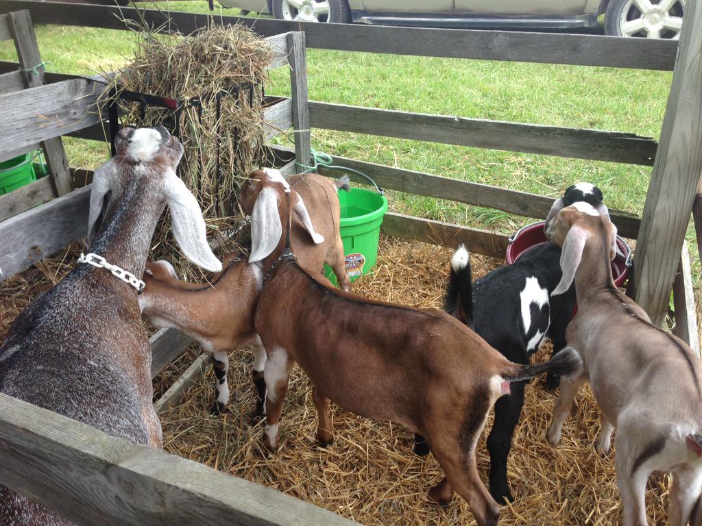 AmandaBrodhagen's tweet photo. The goats have arrived. The show will begin momentarily. #goatshow #listfair2015 http://t.co/zNk9Mxcjj9