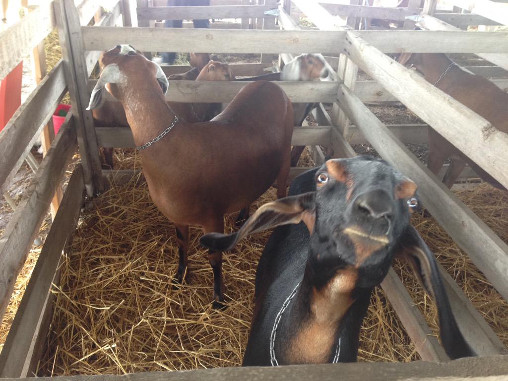 AmandaBrodhagen's tweet photo. The goats have arrived. The show will begin momentarily. #goatshow #listfair2015 http://t.co/zNk9Mxcjj9