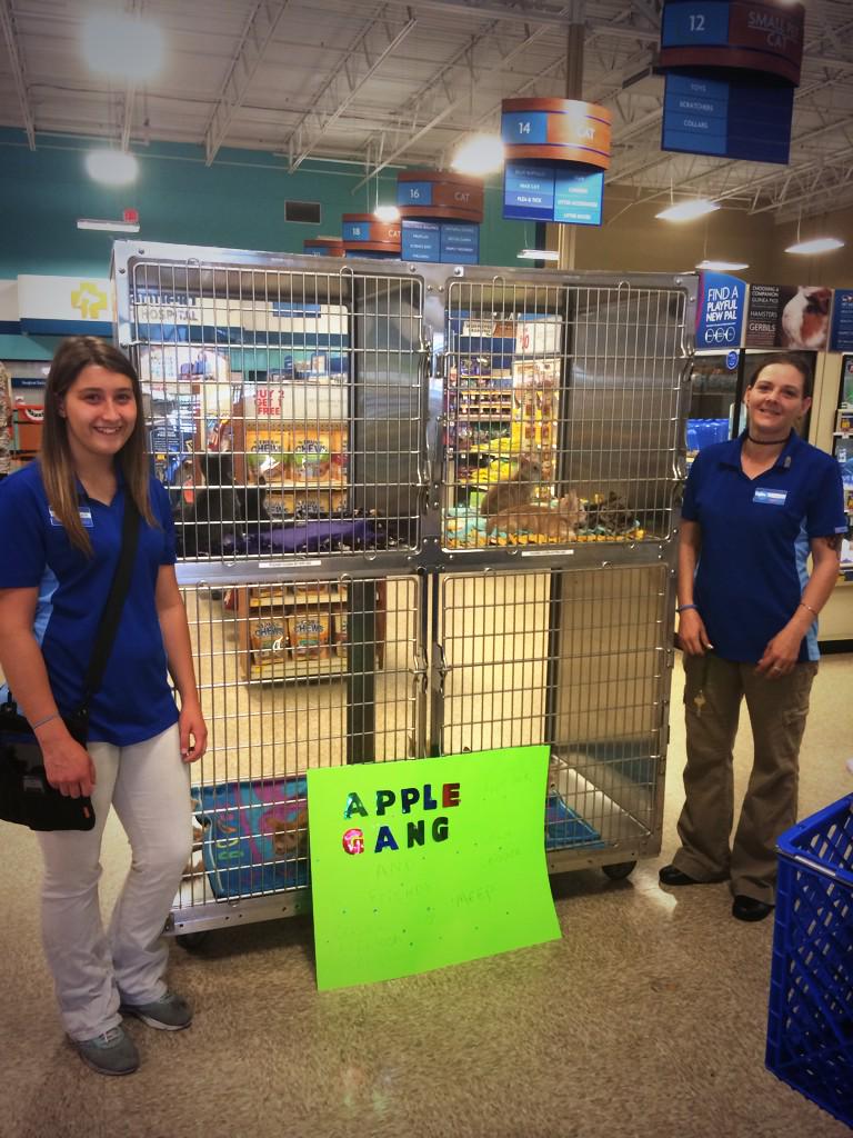 staph_anie's tweet photo. Come Meet the "apple gang" kittens from @FrankiesFriend_ at the Pgh mills petsmart today! #EastRegionEvent http://t.co/YcOQK25R3o