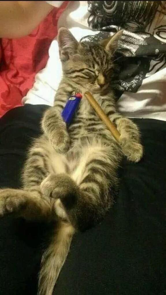 CannabisComando's tweet photo. Sunday wake n bake had me like http://t.co/HdaSR8KPbt
