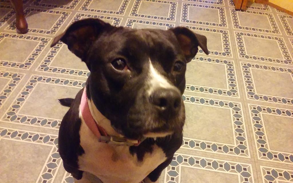 marylorrain's tweet photo. My morning face. I am grumpy and want more food. Mas comida mama. More food. #grumpybaby #bullyface http://t.co/Q3LCfQyTtn