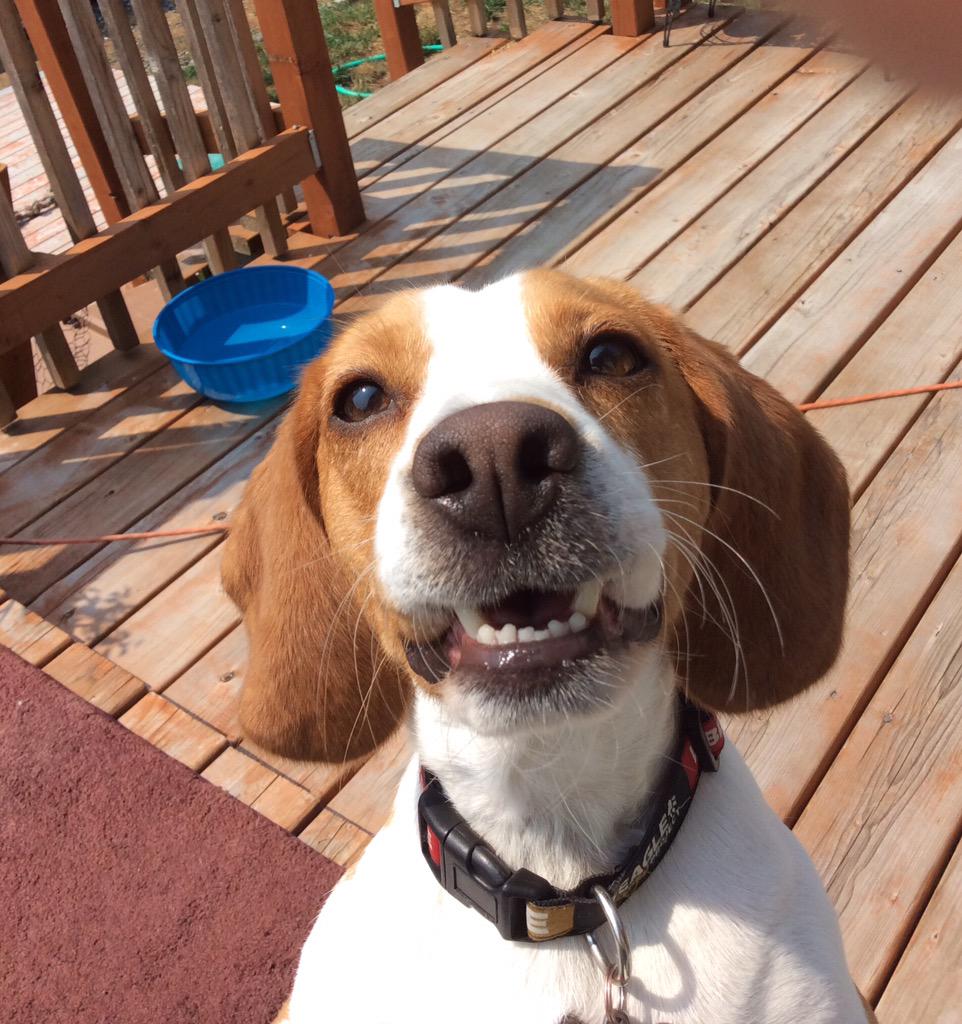 Christi_Lee67's tweet image. I'm going to S Lk Union @VeggieGrill in #Seattle today to support @beaglefreedom. Come see me! #VG4BFP