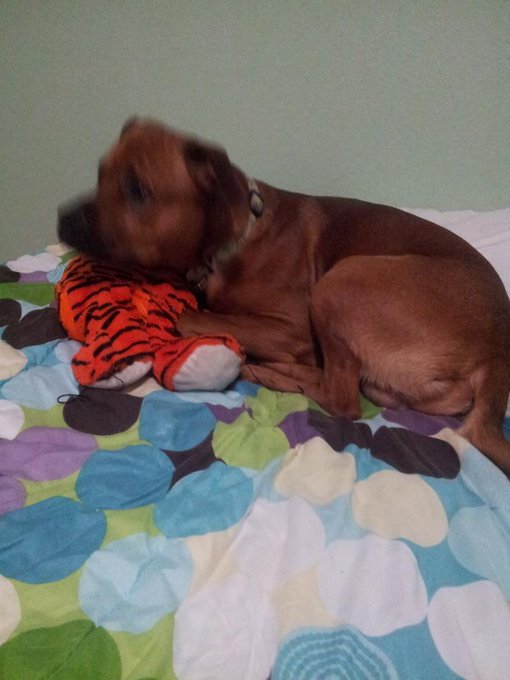 @Hussiemodels remember this. . My first night in the house and Ducati decided to steal my bed and my<a class="tags" href="/tag/hussiemodels">@hussiemodels</a><a href="/tag/ybn"class="tags"><span>#ybn</span></a>