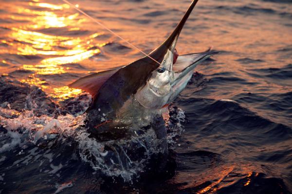 YachtAndFish's tweet photo. Guide #OffshoreFishing reefs of #Azuero @MarlinMagazine http://t.co/bK3F3IEXLc #panamfishing #fishpanama http://t.co/9kWmBldn75