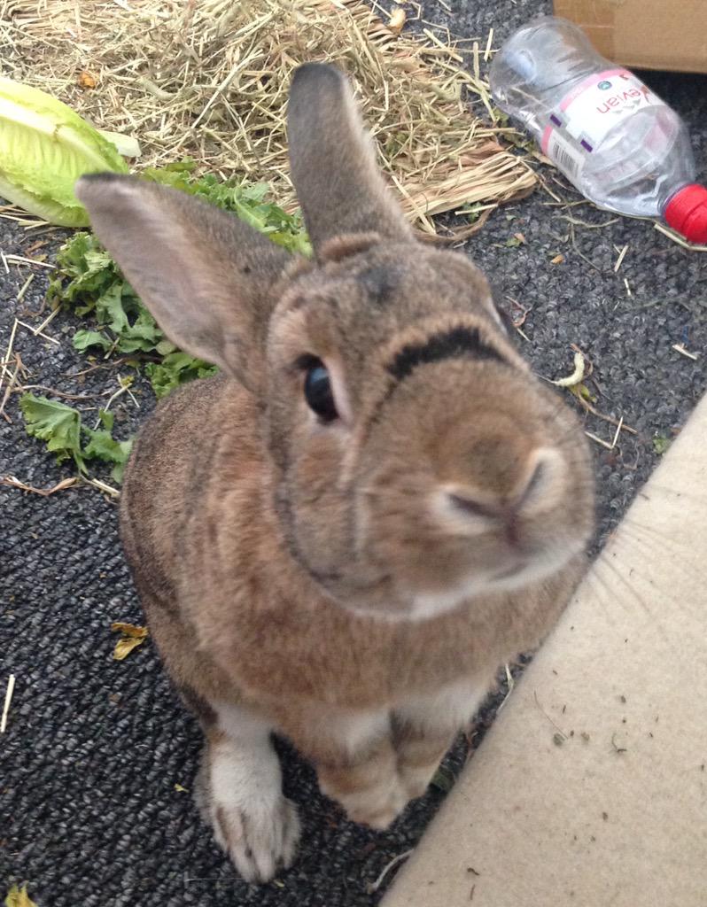 CharlestonBun's tweet photo. Please sir, can I have some more #begsfortreats http://t.co/a1AJRL7V6r