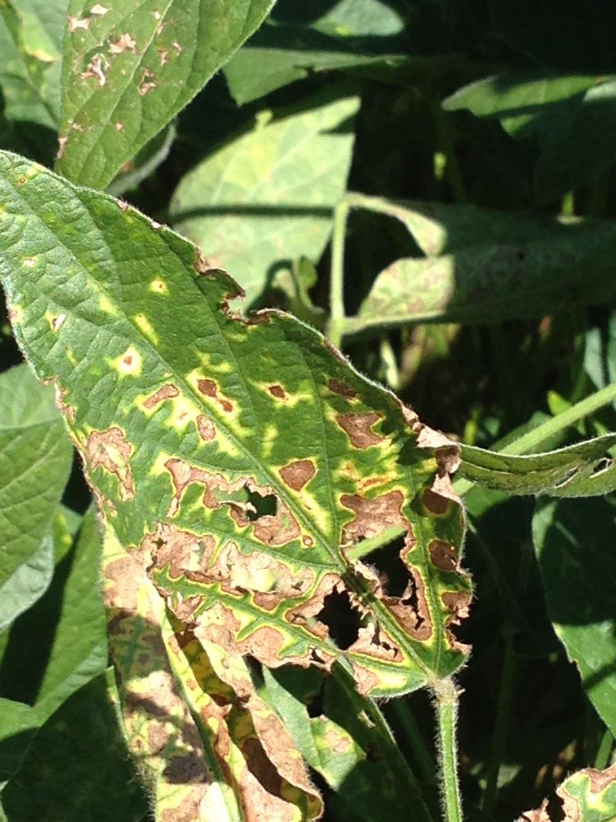 Tom Allen (@baldpathologist) on Twitter photo Phytotoxicity observed in some fields sprayed 3-4 wks ago <a href="/TrentIrby/">Trent Irby</a> <a href="/MSSOY/">MS SOYBEAN BOARD</a> <a href="/Jeff_mansour/">Jeffrey Mansour</a> #mscrops #noyldloss Phytotoxicity observed in some fields sprayed 3-4 wks ago <a href="/TrentIrby/">Trent Irby</a> <a href="/MSSOY/">MS SOYBEAN BOARD</a> <a href="/Jeff_mansour/">Jeffrey Mansour</a> #mscrops #noyldloss
