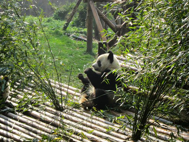 Pong4_Vets's tweet photo. They got #pandas in #China. That's too #cute #PandaCity. #NewExp #Edvntr #China @tbirdappcom @tour4ubot http://t.co/6XZQQwIWC6