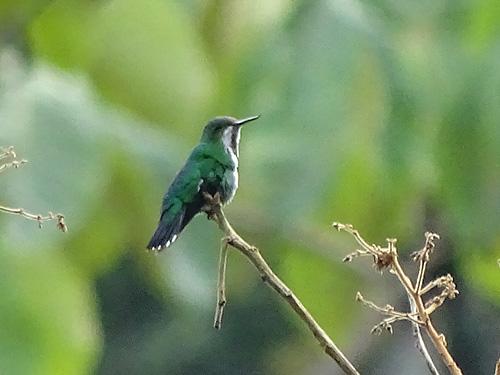 A photo of the ultra rare FIERY-TAILED AWLBILL taken by Francisco (Pancho) Sornosa: