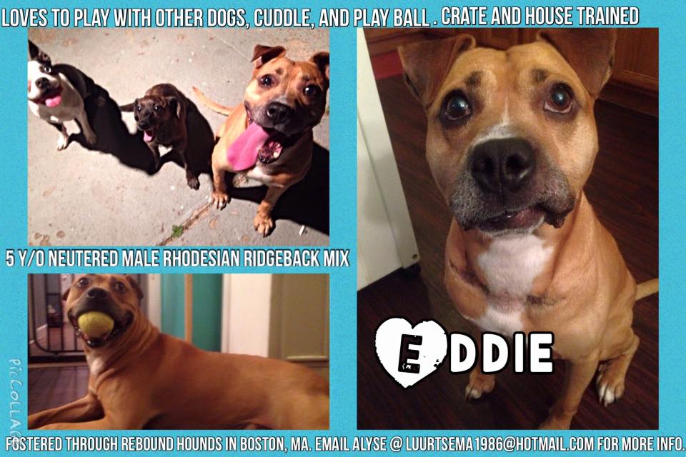 Eddie is looking for a #foreverhome   He is a pretty awesome guy.  Please help.  #adoptdontshop