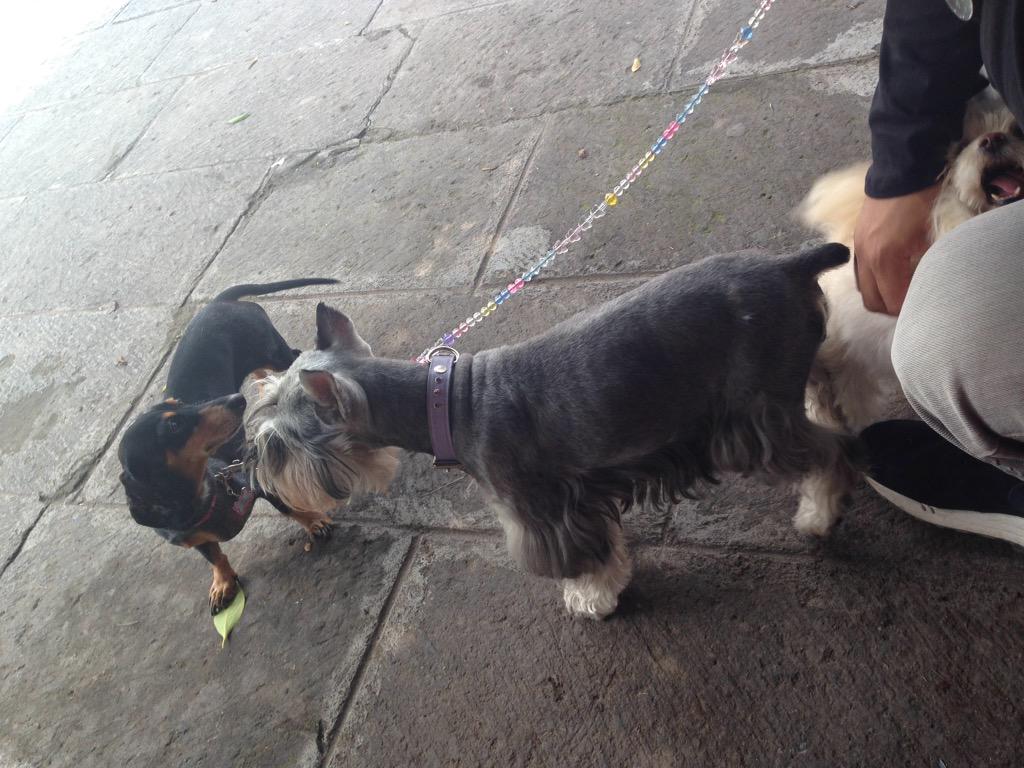 ExpoCanina's tweet photo. Los consentidos de la #Expocanina2015 refrescándose #FUNDAY #dogs http://t.co/w6Mu2vQbEe