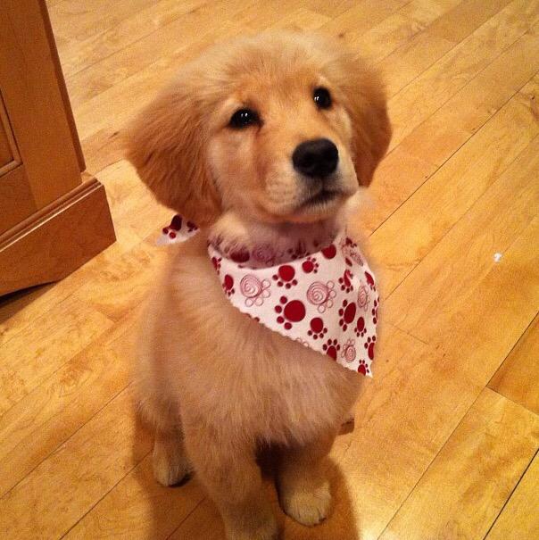 GoldenDogs_'s tweet image. #GoldenRetriever #GoldenDogs