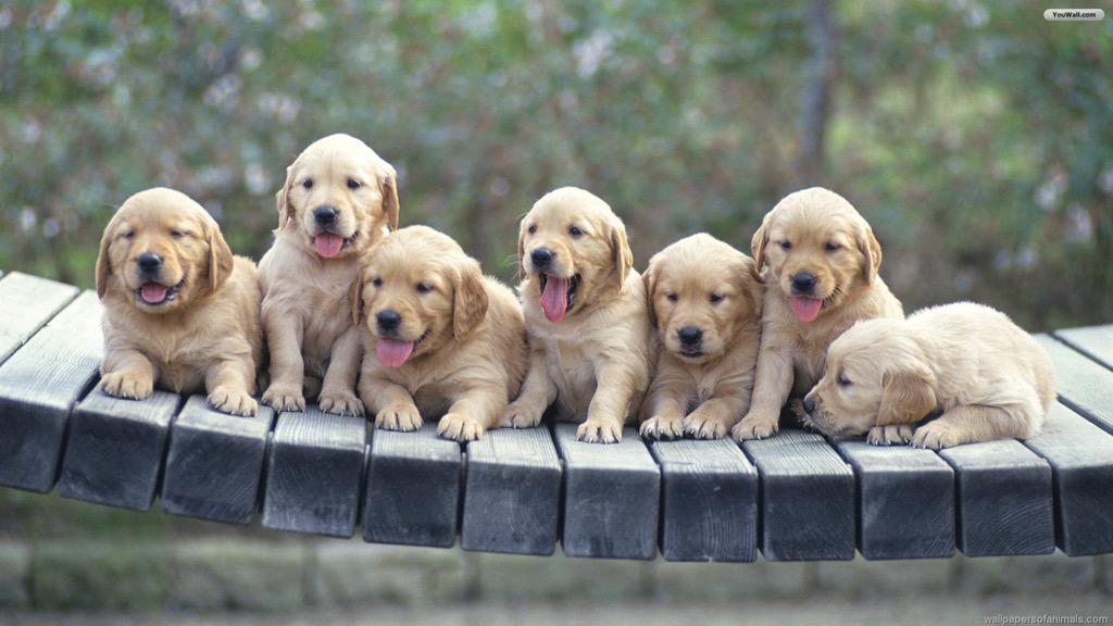 GoldenDogs_'s tweet image. #GoldenRetrievers #GoldenDogs