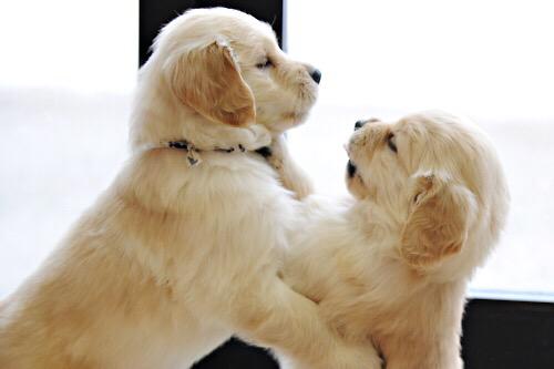 GoldenDogs_'s tweet image. #GoldenRetrievers #GoldenDogs